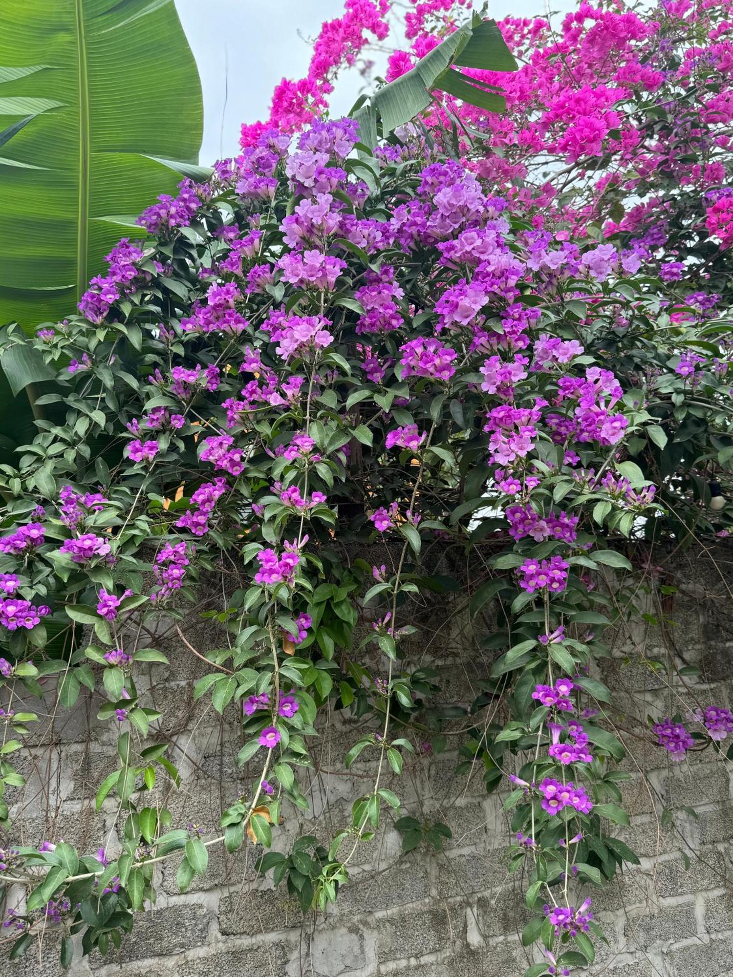 Rosa Garden Hotel Ninh Binh Exterior foto